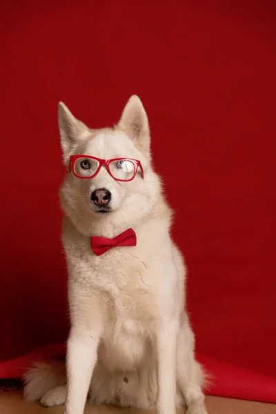 Precioso Perro Husky Siberiano Con Gafas Pajarita Roja Aislada Sobre —  Fotos de Stock