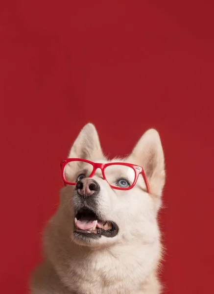 Krásný Sibiřský Husky Pes Brýlemi Červeným Motýlkem Izolat — Stock fotografie