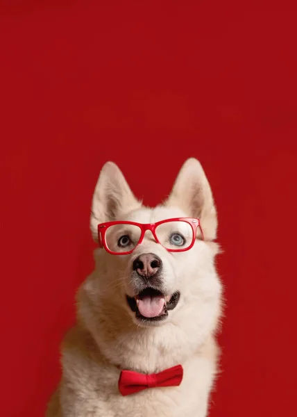 Прекрасная Сибирская Хаски Собака Очках Красной Бабочке — стоковое фото