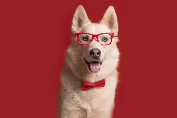 Precioso Perro Husky Siberiano Con Gafas Pajarita Roja Aislada Sobre —  Fotos de Stock