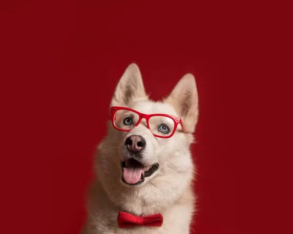 Precioso Perro Husky Siberiano Con Gafas Pajarita Roja Aislada Sobre —  Fotos de Stock
