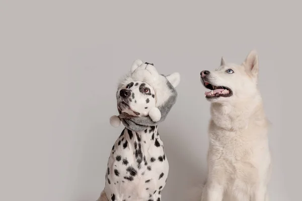 Dalmacia Perro Husky Hat Copia Mirada Otro Siberiano —  Fotos de Stock