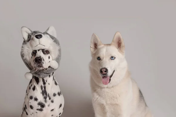 Далматинський Собака Хаскі Копіює Вигляд Іншої Сиберійської — стокове фото