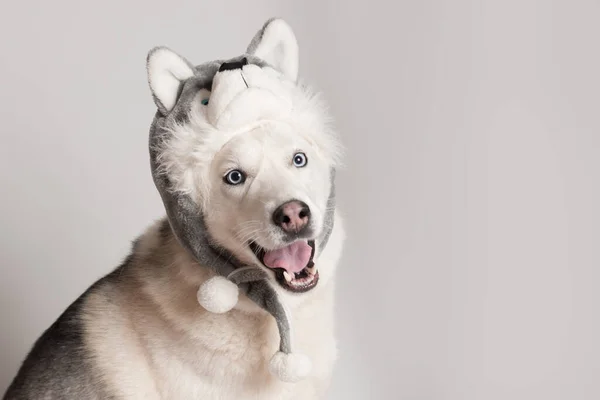 可笑的西伯利亚哈士奇犬戴着一顶有动物耳翼的暖和的帽子 — 图库照片