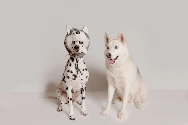 Cão Dálmata Chapéu Husky Copia Olhar Outra Siberiana — Fotografia de Stock