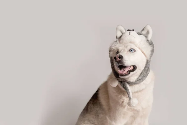 Vtipný Sibiřský Husky Pes Teplé Čepici Klapkami Uši Zvířete — Stock fotografie