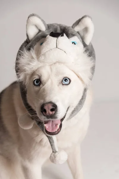 幸せなシベリアのハスキー犬は動物の耳フラップと暖かいキャップにあります — ストック写真