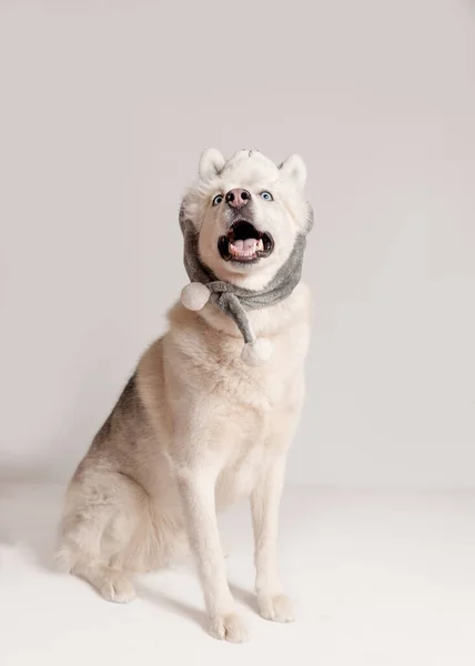 Забавна Сибірська Хаскі Собака Теплій Шапці Клапанами Вух Тварин Ятирічний — стокове фото