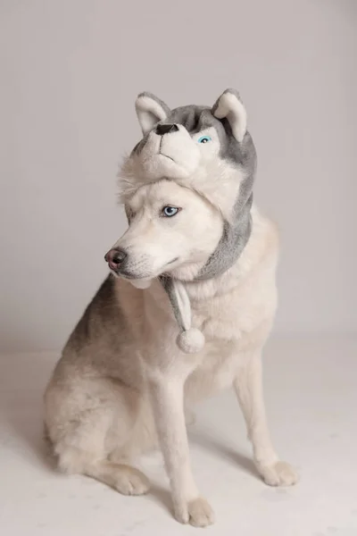 面白いシベリアのハスキー犬は動物の耳フラップと暖かいキャップにあります — ストック写真