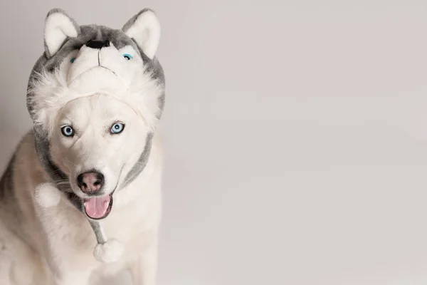 Cão Husky Siberiano Engraçado Está Boné Quente Com Abas Orelha — Fotografia de Stock