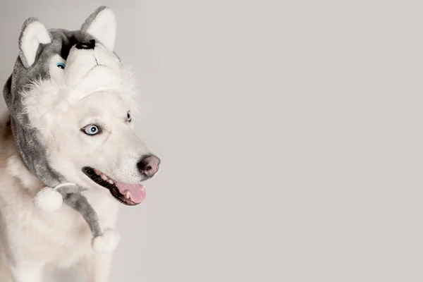 Feliz Perro Husky Siberiano Está Gorra Caliente Con Orejeras Animales —  Fotos de Stock