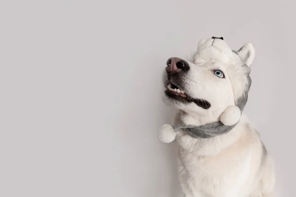 Divertido Perro Husky Siberiano Está Gorra Caliente Con Orejeras Animales —  Fotos de Stock