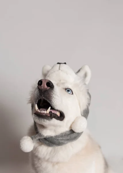 Anjing Serak Siberian Lucu Dalam Topi Hangat Dengan Penutup Telinga — Stok Foto