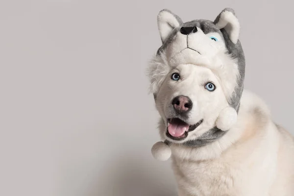可笑的西伯利亚哈士奇犬戴着一顶有动物耳翼的暖和的帽子 — 图库照片