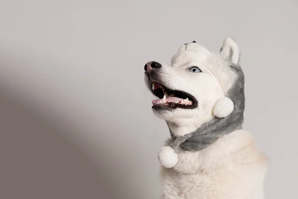 Щасливий Сибірський Хаскі Собака Теплій Шапці Клапанами Вух Тварин Ятирічний — стокове фото