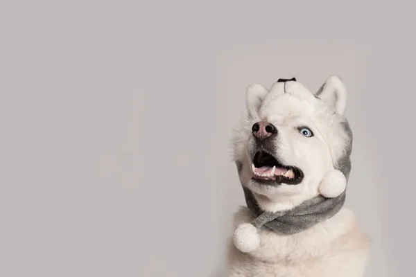 快乐的西伯利亚哈士奇犬戴着温暖的帽子 有动物的耳翼 — 图库照片