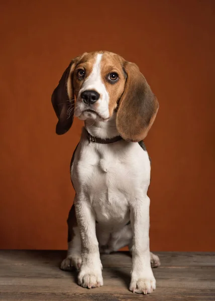 Turuncu Arka Planda Oturan Sevimli Küçük Bir Köpeği Yavrusu — Stok fotoğraf