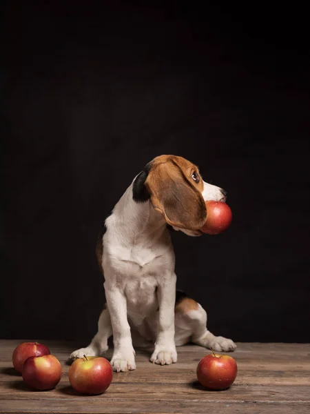黒の背景の後ろに木製の床に座って赤いバンダナを着てビーグル犬の肖像画 口の中でリンゴと犬 犬は右を見る — ストック写真
