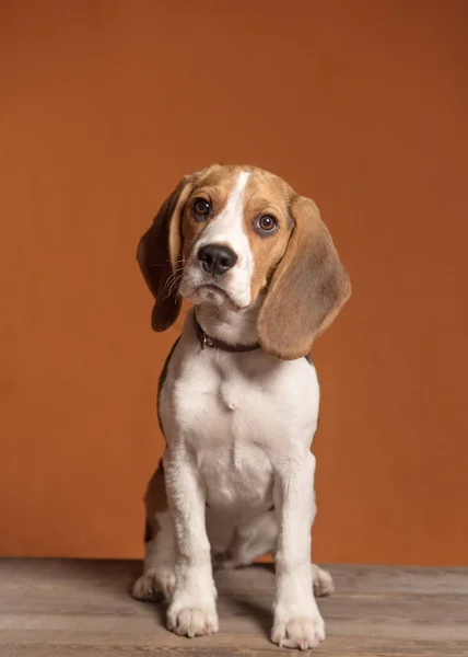 Portret Van Schattig Beagle Puppy Zittend Een Oranje Achtergrond — Stockfoto