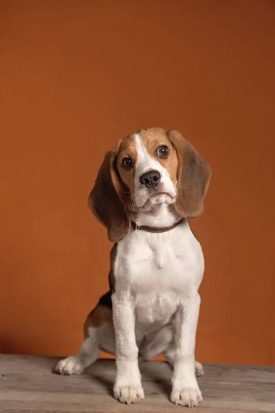 Leuke Kleine Beagle Puppy Zittend Een Oranje Achtergrond — Stockfoto