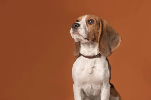 Retrato Lindo Perrito Beagle Sentado Sobre Fondo Naranja Perro Mira — Foto de Stock