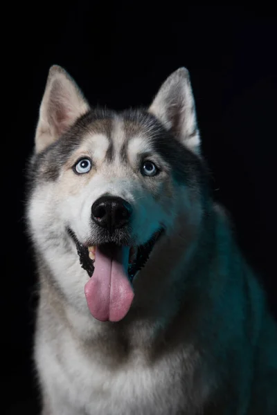 Siberian Husky Seduto Fronte Uno Sfondo Nero Ritratto — Foto Stock