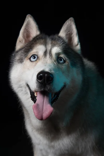 Siberian Husky Seduto Fronte Uno Sfondo Nero Ritratto — Foto Stock