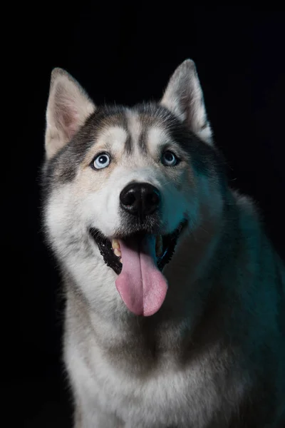 Siberische Husky Zit Voor Een Zwarte Achtergrond Portret — Stockfoto