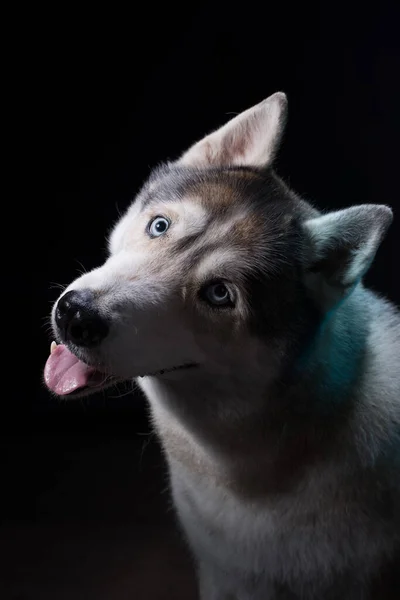 Siberian Husky Seduto Fronte Uno Sfondo Nero Ritratto — Foto Stock