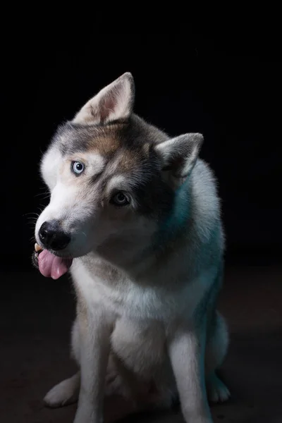 Husky Siberiano Sentado Frente Fundo Preto Retrato — Fotografia de Stock