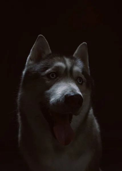 Siberische Husky Zit Voor Een Zwarte Achtergrond Portret — Stockfoto