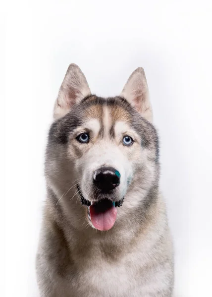 可爱的西伯利亚胡斯基人坐在一个白色的背景前 与白色隔离的蓝眼睛的哈士奇犬的肖像 复制空间 — 图库照片