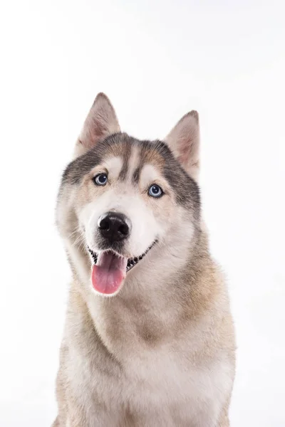 Niedlicher Siberian Husky Sitzt Vor Weißem Hintergrund Porträt Eines Husky — Stockfoto