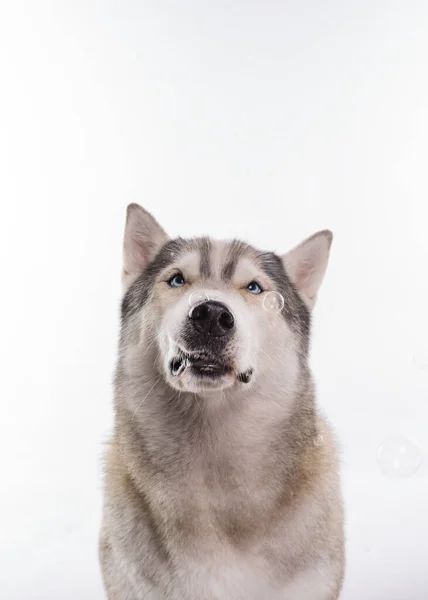 Siberian Husky Seduto Intorno Bolle Sapone Davanti Uno Sfondo Bianco — Foto Stock