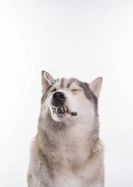 Siberische Husky Zit Rond Zeepbellen Voor Een Witte Achtergrond Portret — Stockfoto