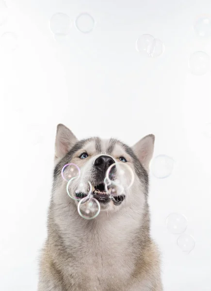 Sibiřský Husky Sedí Kolem Mýdlových Bublin Před Bílým Pozadím Portrét — Stock fotografie
