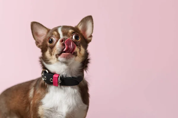Roztomilý Hnědý Mexický Čivava Pes Olizuje Nos Izolované Růžové Bac — Stock fotografie