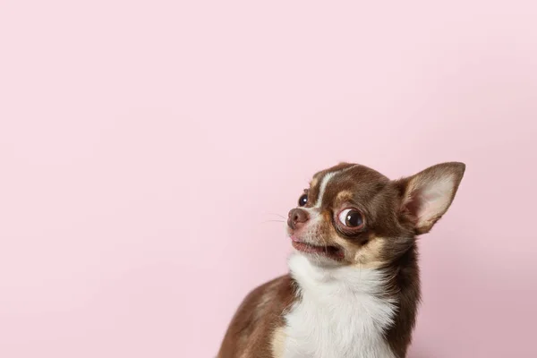 Lindo Perro Chihuahua Mexicano Marrón Aislado Sobre Fondo Rosa Claro —  Fotos de Stock