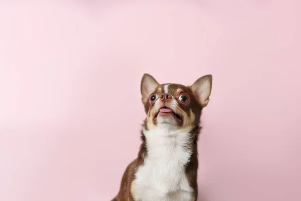 Geschokt Bruine Mexicaanse Chihuahua Hond Met Tong Uit Geïsoleerd — Stockfoto