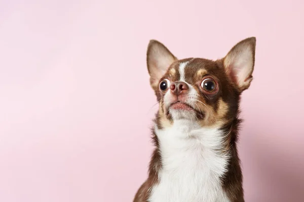 Surprised brown mexican chihuahua dog on pink background. Dog lo