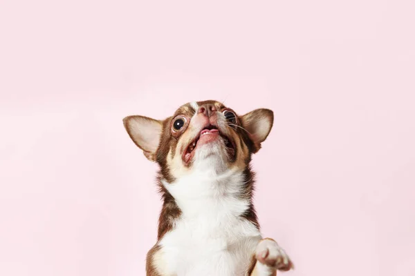 Мила Мексиканська Собака Чихуахуа Рожевому Тлі Собака Намагається Проникнути — стокове фото