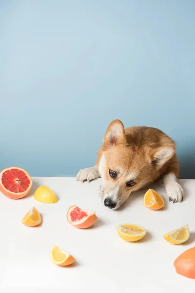 Hongerige Corgi Hond Zit Achter Tafel Likt Eten Naug — Stockfoto