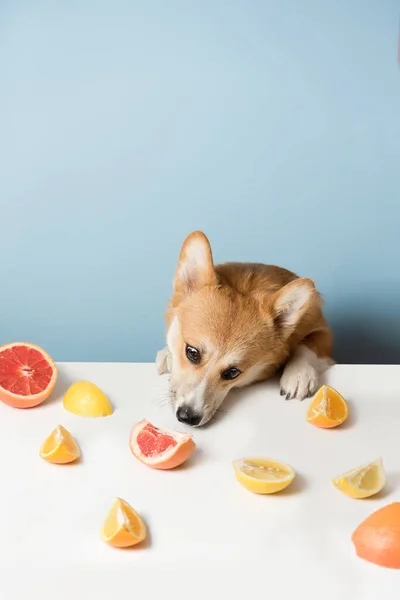 Hongerige Corgi Hond Zit Achter Tafel Likt Eten Naug — Stockfoto