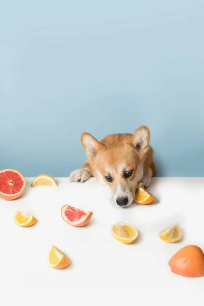 Hongerige Corgi Hond Zit Achter Tafel Likt Eten Naug — Stockfoto