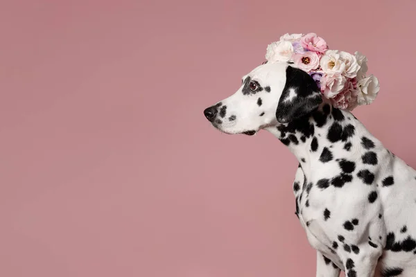 Leuke Dalmatiaanse Hond Met Krans Roze Achtergrond Hondenportret Met Bloemkroon — Stockfoto