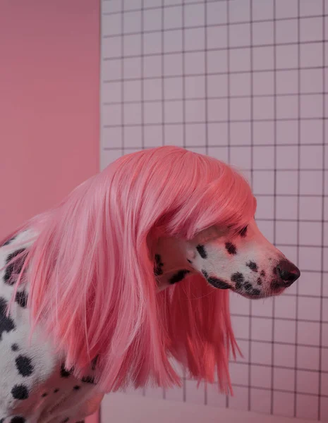 Dog profile side view. Dalmatian dog in pink wig. Pink backgroun