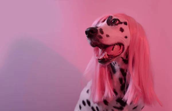 Moda Engraçada Cão Dalmatian Peruca Rosa Penteado Partido Conceito — Fotografia de Stock