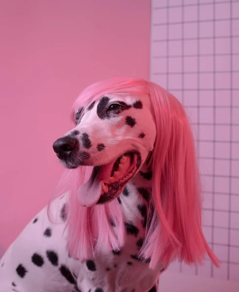 Portrait Dorable Dalmatian Lady Dog Pink Wig Pink Backg — Stock Photo, Image