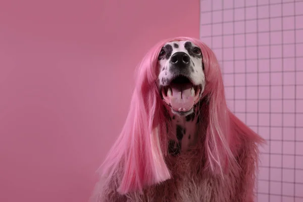 Очаровательная Далматинская Собака Розовом Парике Розовом Фоне Фэш — стоковое фото