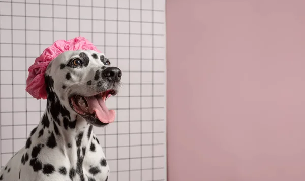 Χαριτωμένο Σκυλί Dalmatian Ροζ Καπάκι Μπάνιου Στο Μπάνιο Λευκό Πλακάκι — Φωτογραφία Αρχείου